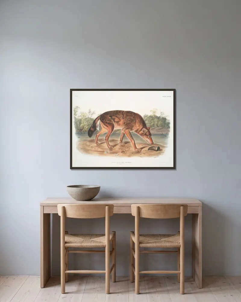 Canis lupus, Red Texan Wolf. (Male.) av John Woodhouse Audubon inramad på en vägg