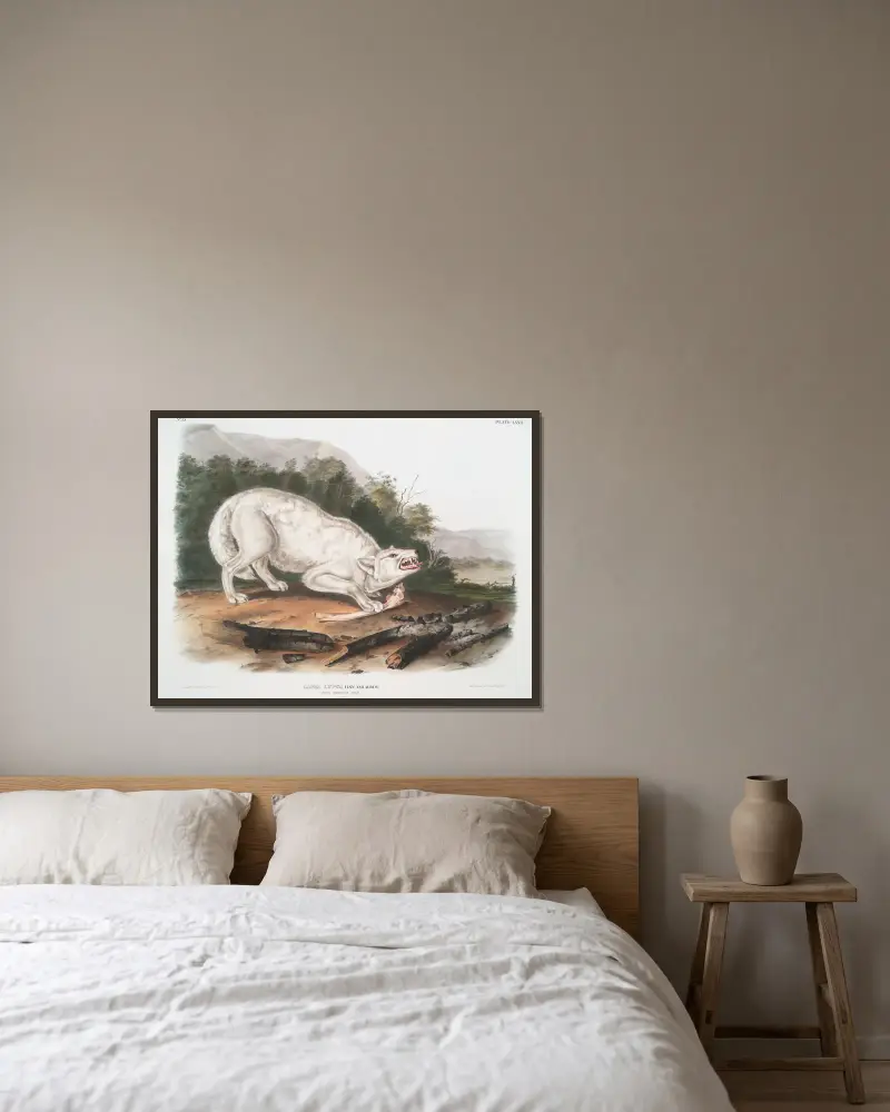 Canis lupus, White American Wolf. Male. av John Woodhouse Audubon inramad på en vägg