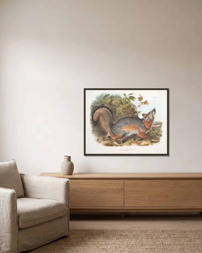 Canis (Vulpes) Virginianus, Gråräv av John Woodhouse Audubon inramad på en vägg