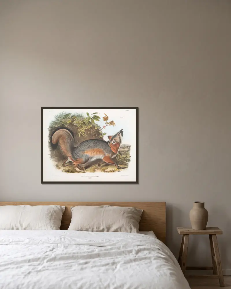 Canis (Vulpes) Virginianus, Gråräv av John Woodhouse Audubon inramad på en vägg