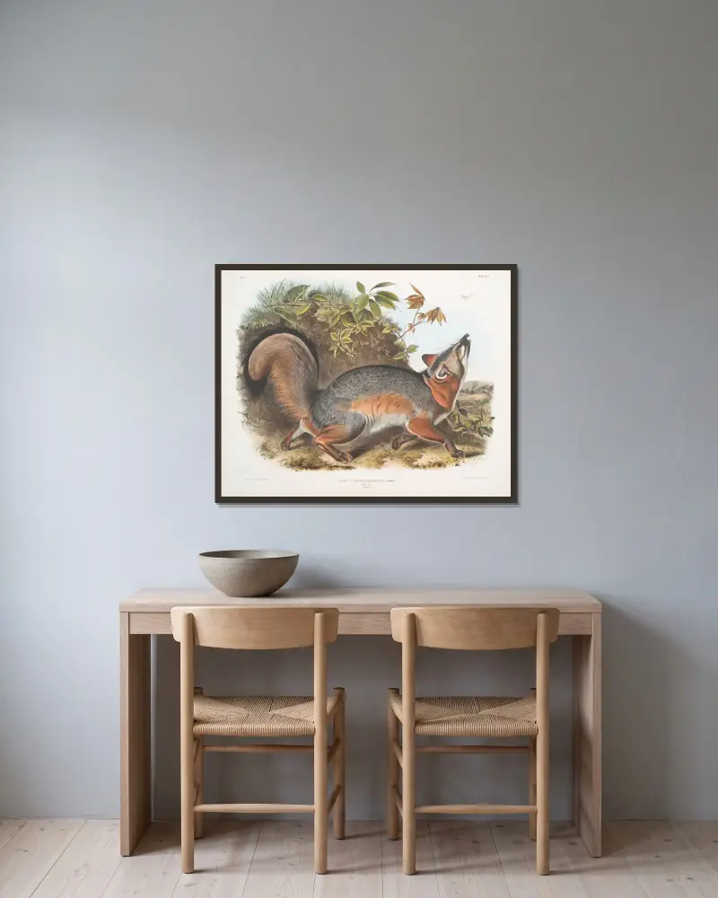 Canis (Vulpes) Virginianus, Gråräv av John Woodhouse Audubon inramad på en vägg