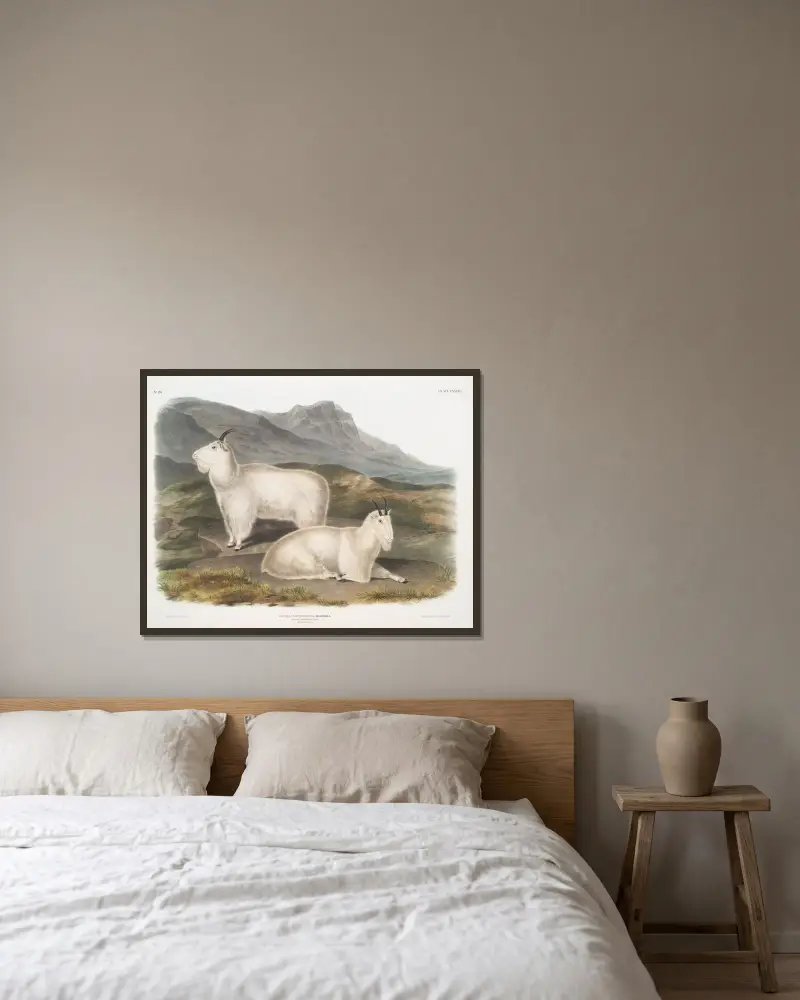Capra Americana, Klippget. Hane & hona. av John Woodhouse Audubon inramad på en vägg