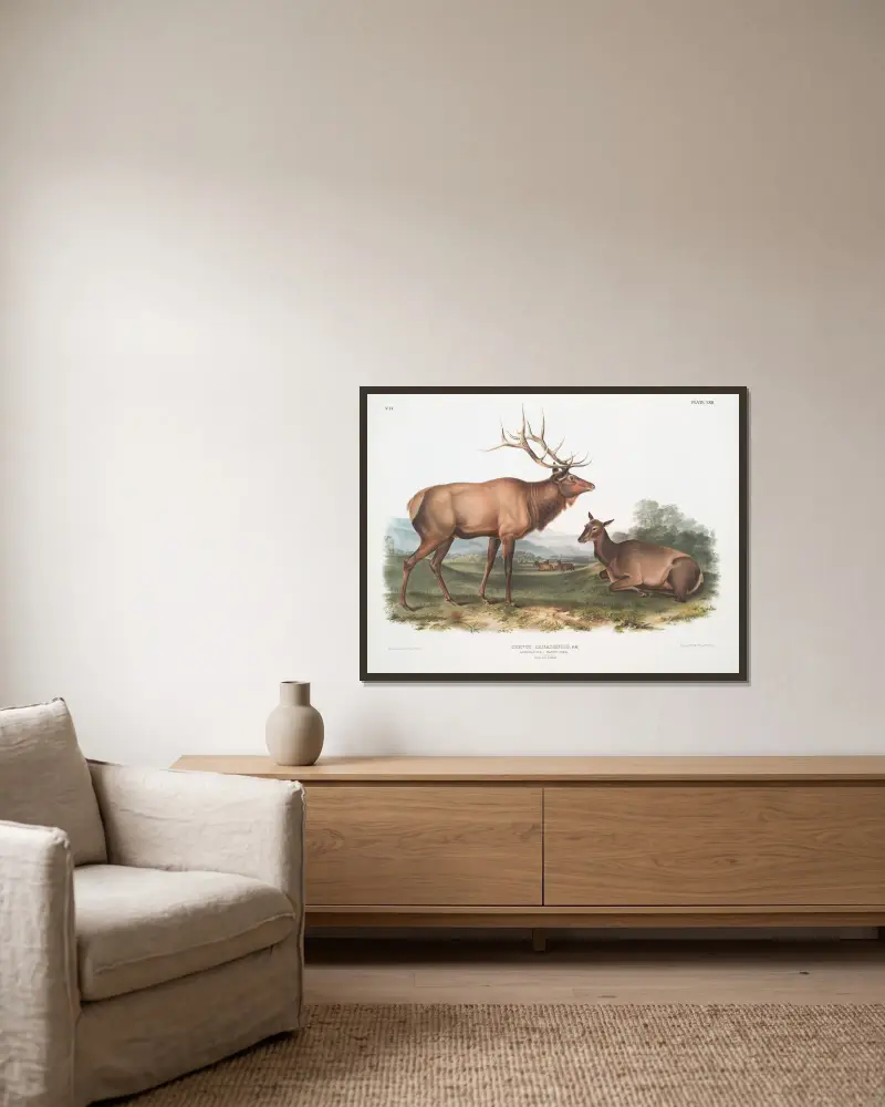 Cervus Canadensis, American Elk, Wapiti Deer. Male and Female av John Woodhouse Audubon inramad på en vägg