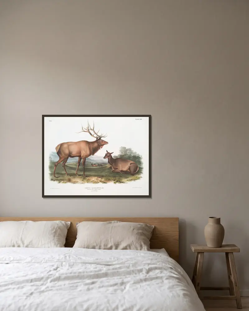 Cervus Canadensis, American Elk, Wapiti Deer. Male and Female av John Woodhouse Audubon inramad på en vägg
