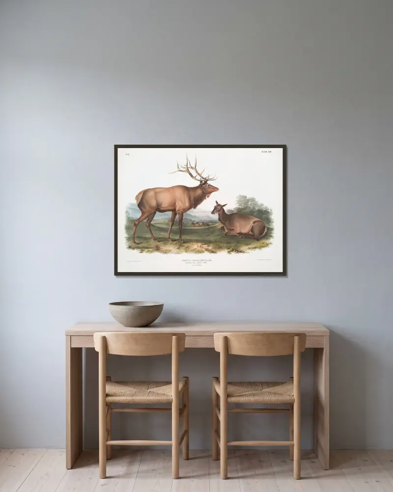 Cervus Canadensis, American Elk, Wapiti Deer. Male and Female av John Woodhouse Audubon inramad på en vägg