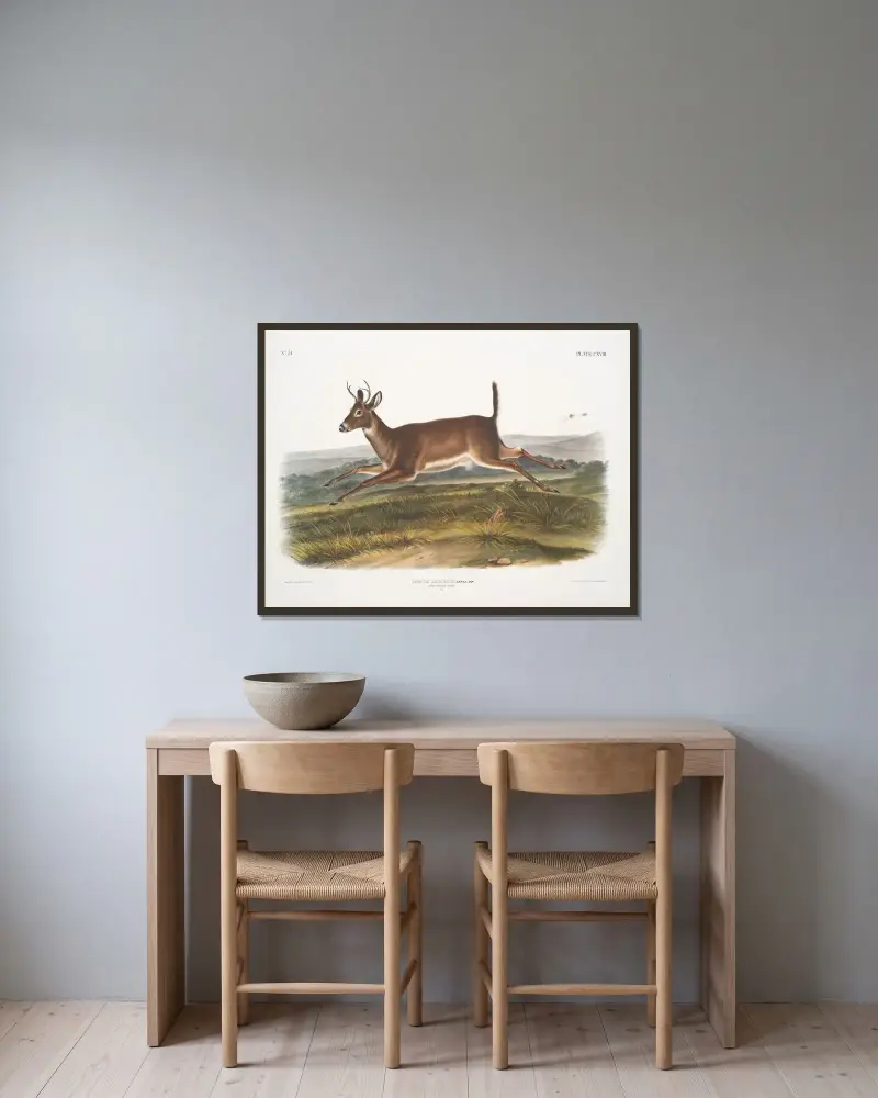 Långhalig hjort, hane av John Woodhouse Audubon inramad på en vägg