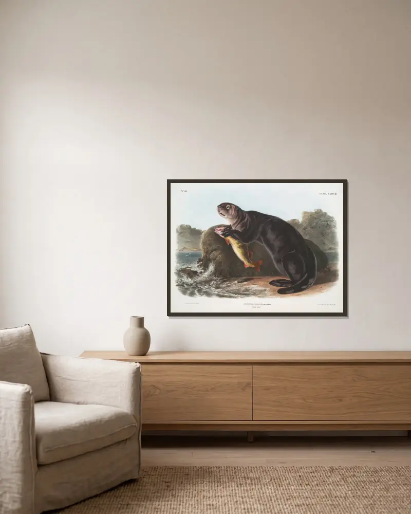 Wydra morska, młody samiec, John Woodhouse Audubon w ramie na ścianie
