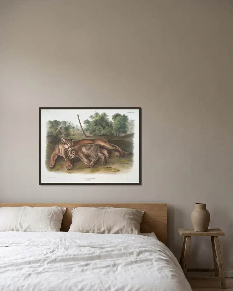 Felis concolor, puma. Hona och unge. av John Woodhouse Audubon inramad på en vägg