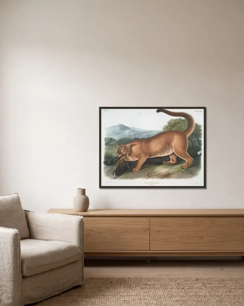 Felis concolor, The Cougar. (Male.) av John Woodhouse Audubon inramad på en vägg