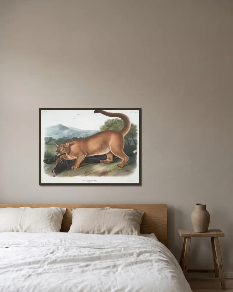 Felis concolor, The Cougar. (Male.) av John Woodhouse Audubon inramad på en vägg