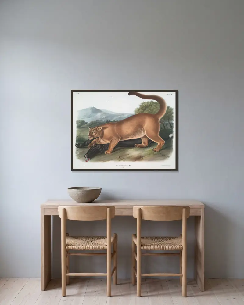 Felis concolor, The Cougar. (Male.) av John Woodhouse Audubon inramad på en vägg