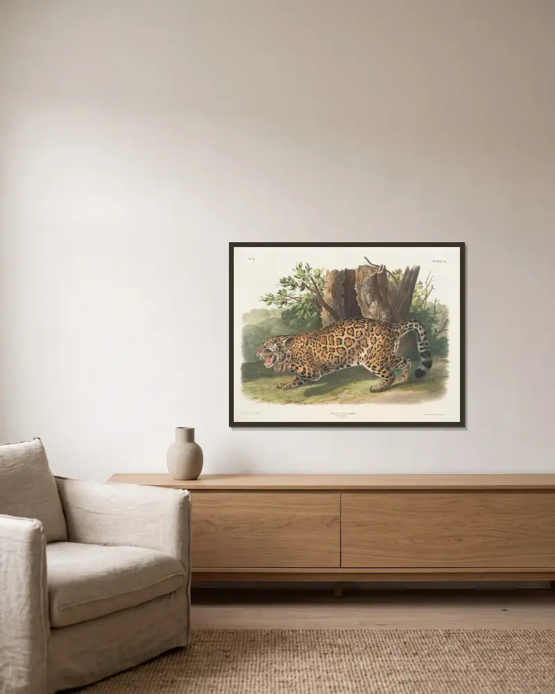 Felis onca, jaguar. Hona. av John Woodhouse Audubon inramad på en vägg