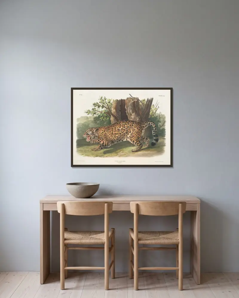 Felis onca, jaguar. Hona. av John Woodhouse Audubon inramad på en vägg