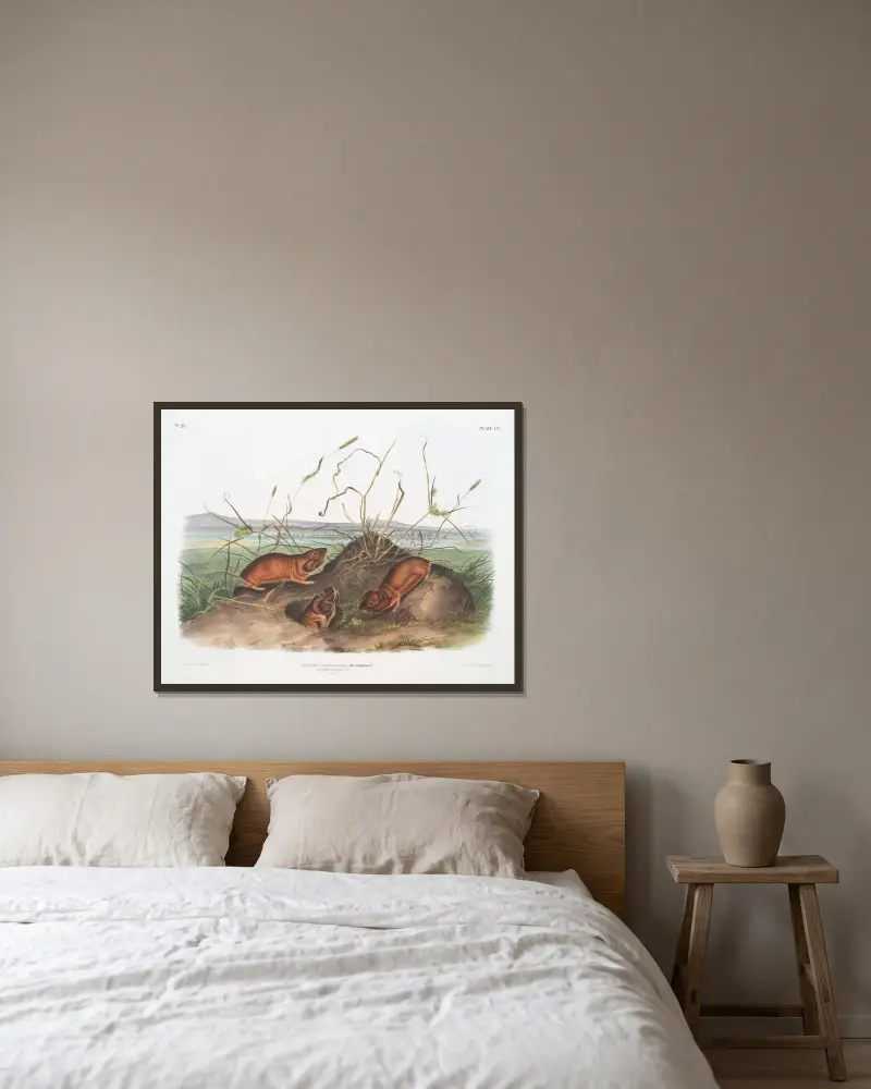 Geomys douglassii, Columbia-påsråtta. Naturlig storlek. av John Woodhouse Audubon inramad på en vägg