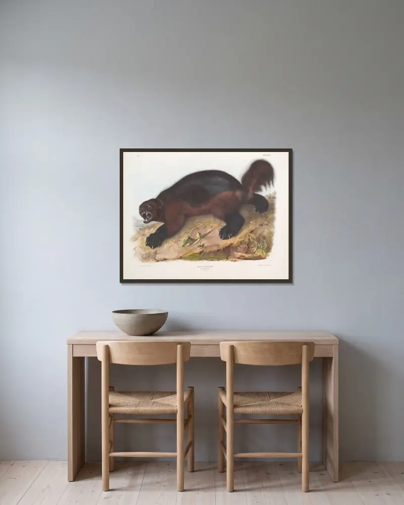 Järv (Gulo luscus) av John Woodhouse Audubon inramad på en vägg