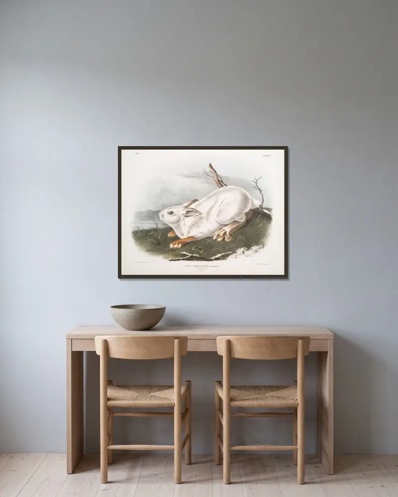 Nordamerikansk hare i vinterdräkt av John Woodhouse Audubon inramad på en vägg