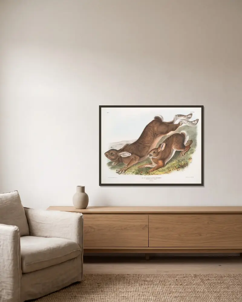 Lepus Americanus, nordlig hare. Sommar. Naturlig storlek. 1. Hane, 2. Hona. av John Woodhouse Audubon inramad på en vägg