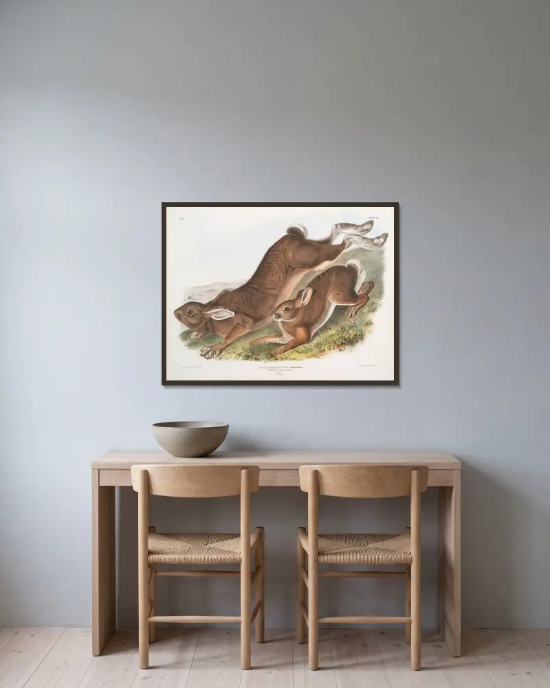 Lepus Americanus, nordlig hare. Sommar. Naturlig storlek. 1. Hane, 2. Hona. av John Woodhouse Audubon inramad på en vägg