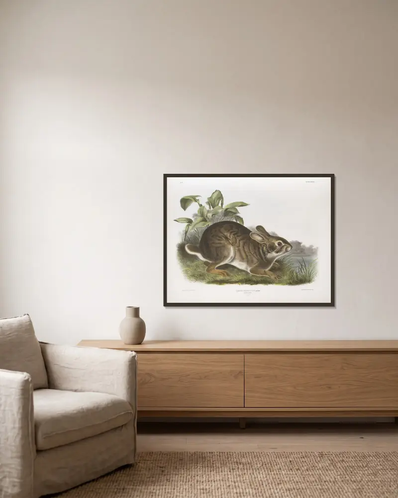 Träskhare av John Woodhouse Audubon inramad på en vägg