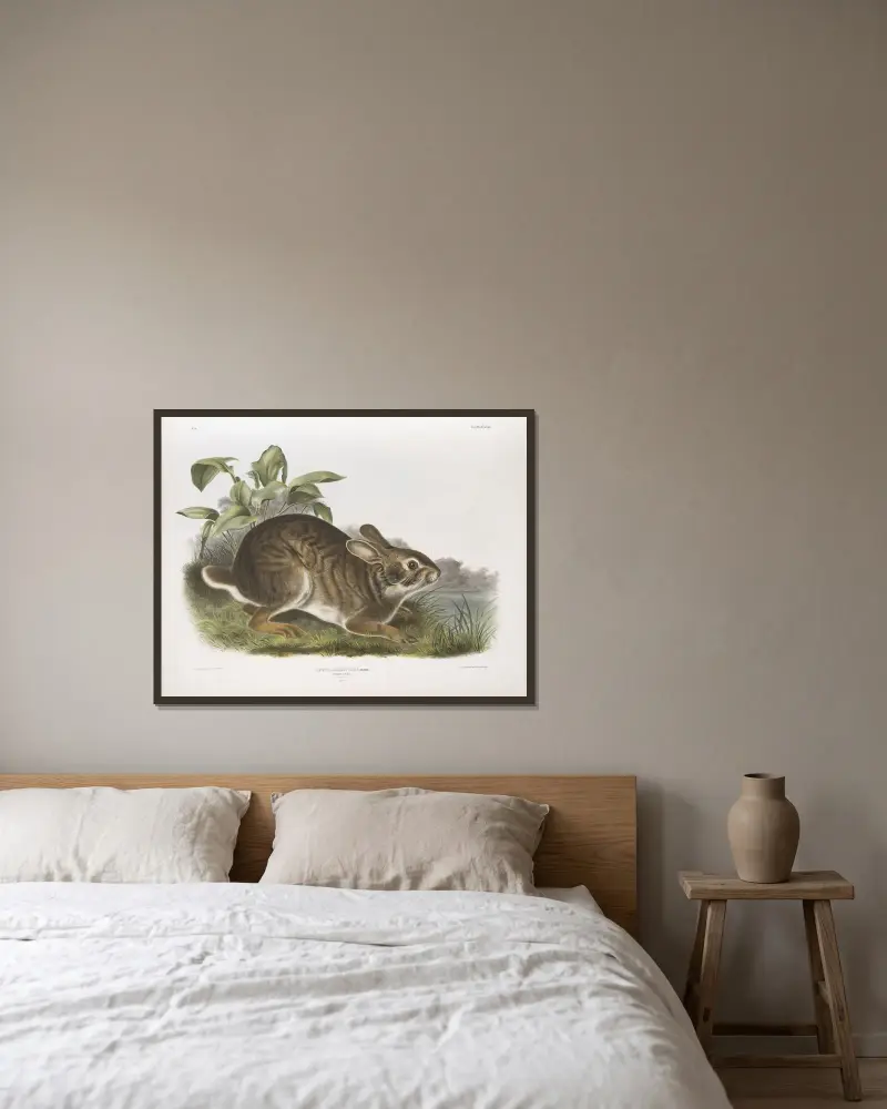 Träskhare av John Woodhouse Audubon inramad på en vägg