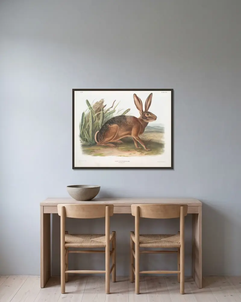 Lepus californicus, kalifornisk hare. Naturlig storlek. av John Woodhouse Audubon inramad på en vägg