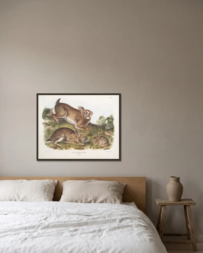 Lepus Sylvaticus, grå hare. Naturlig storlek. Gammal och ung. av John Woodhouse Audubon inramad på en vägg