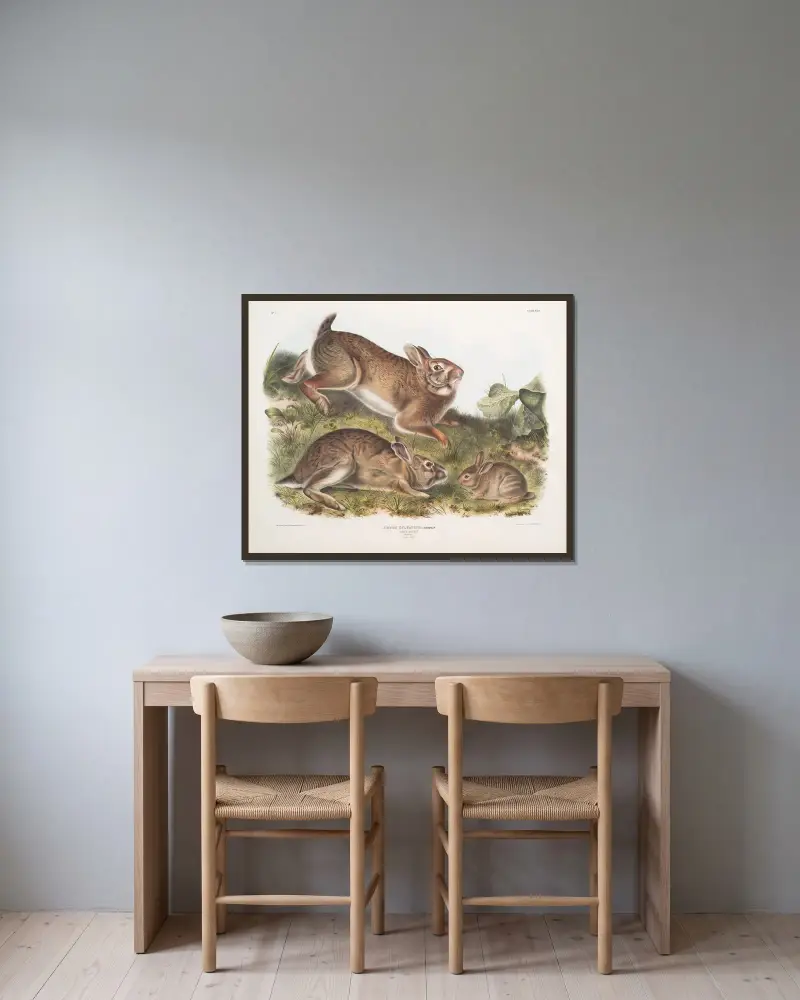 Lepus Sylvaticus, grå hare. Naturlig storlek. Gammal och ung. av John Woodhouse Audubon inramad på en vägg
