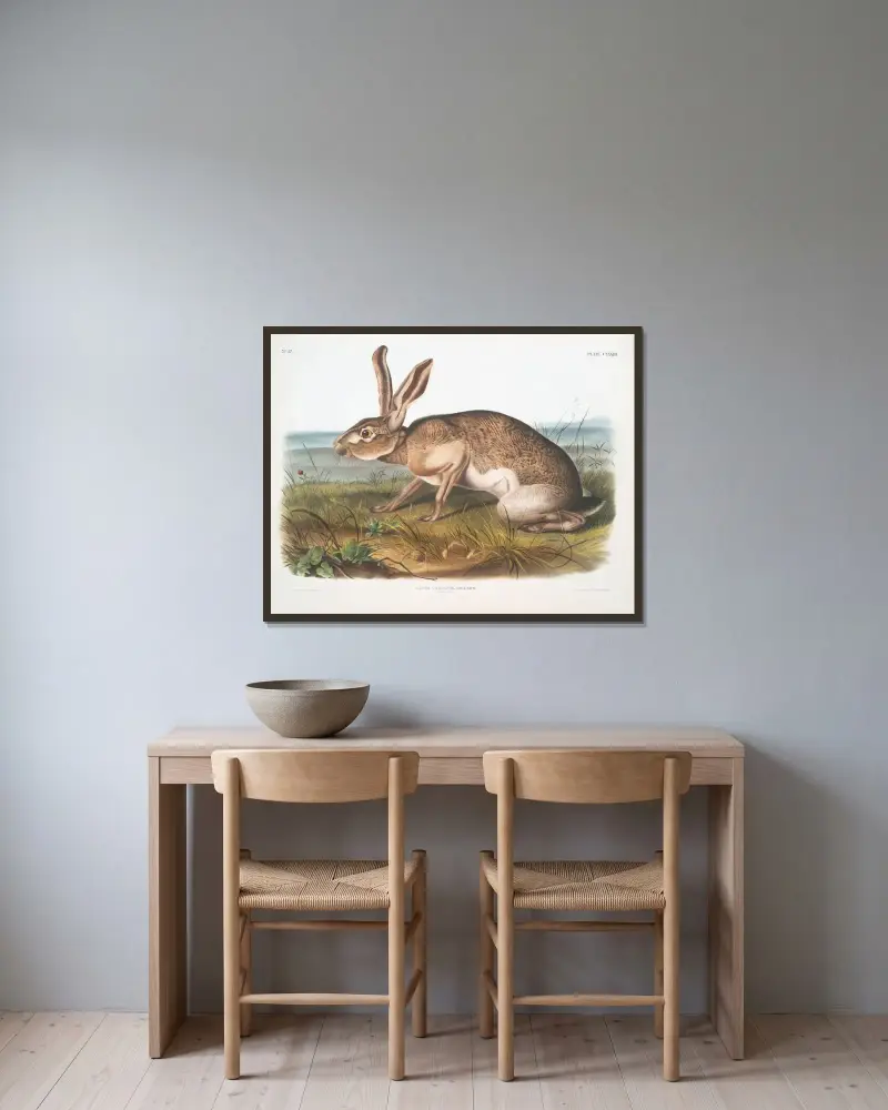 Lepus Texianus, Zając teksański. Samiec. Naturalnej wielkości, John Woodhouse Audubon w ramie na ścianie