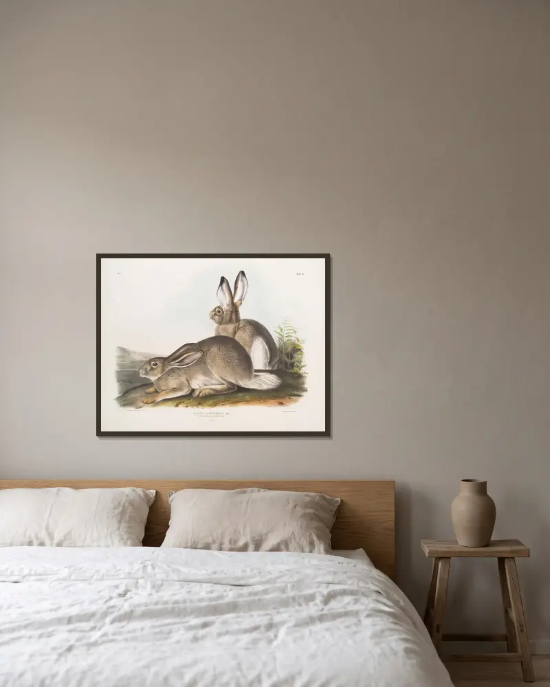 Lepus Townsendii, Townsends klippharre. Naturlig storlek. Hane och hona. av John Woodhouse Audubon inramad på en vägg