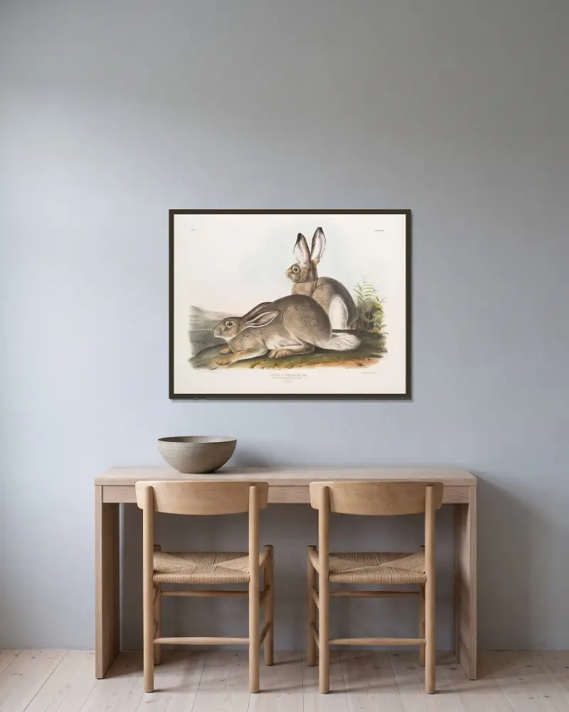 Lepus Townsendii, Townsends klippharre. Naturlig storlek. Hane och hona. av John Woodhouse Audubon inramad på en vägg