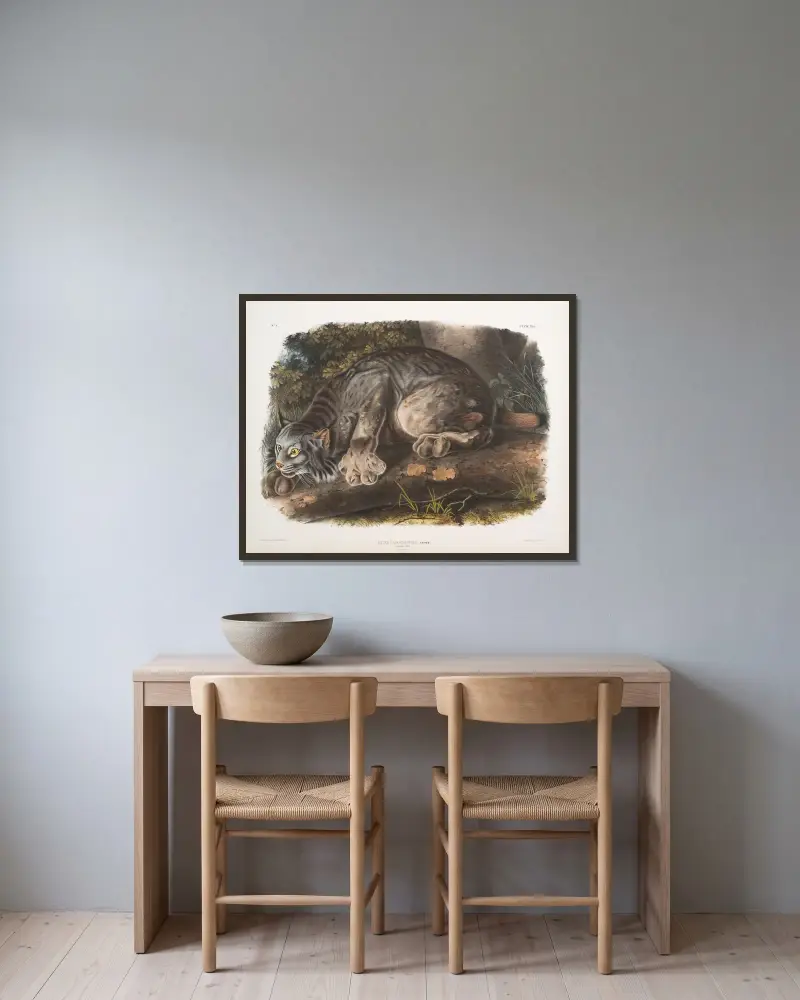 Lynx canadensis, kanadensiskt lodjur. Hane. av John Woodhouse Audubon inramad på en vägg