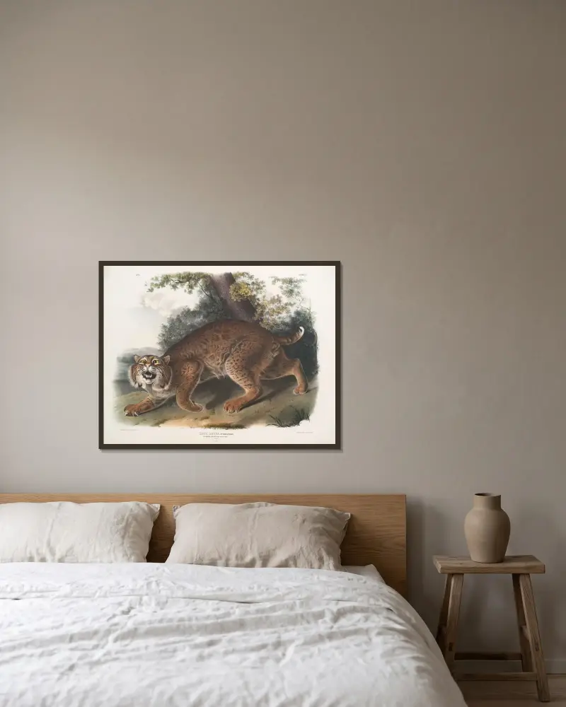 Lynx rufus, nordamerikansk vildkatt av John Woodhouse Audubon inramad på en vägg