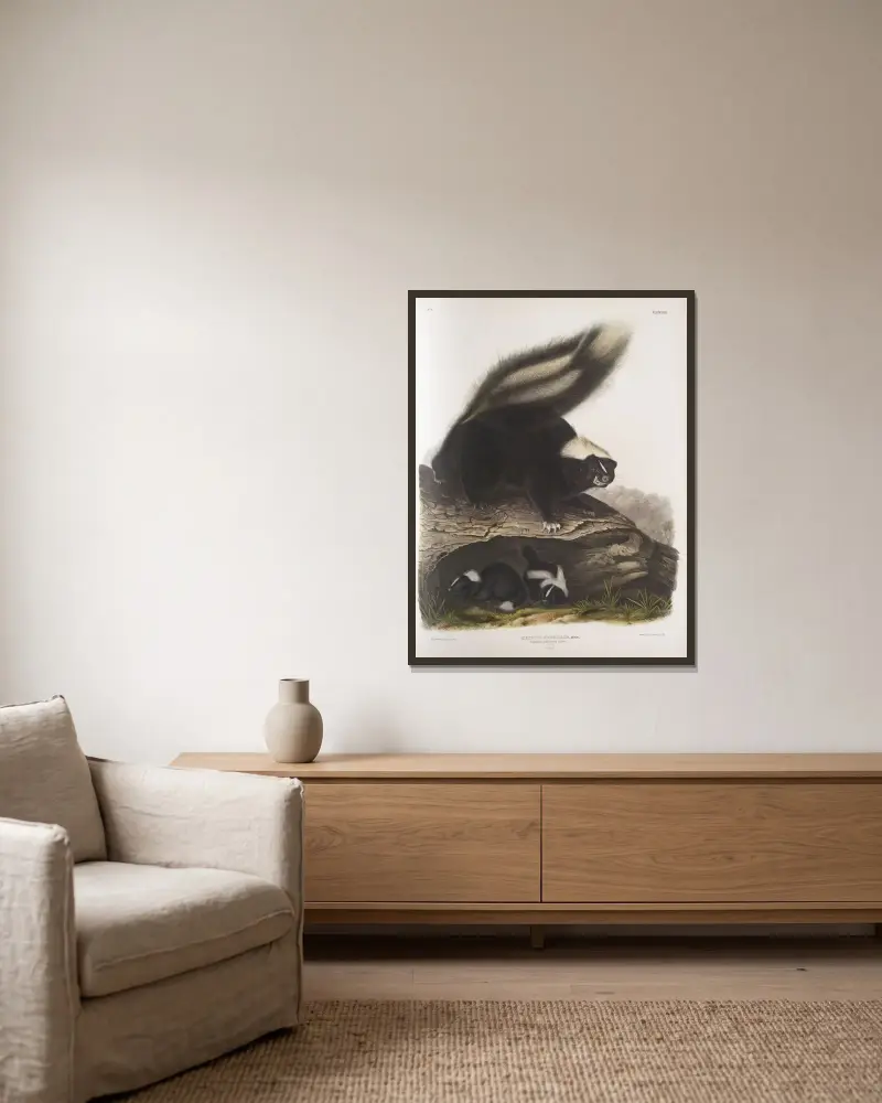 Mephitis Americana, vanlig amerikansk skunk. Naturlig storlek. Hona. av John Woodhouse Audubon inramad på en vägg