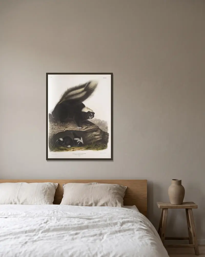 Mephitis Americana, vanlig amerikansk skunk. Naturlig storlek. Hona. av John Woodhouse Audubon inramad på en vägg