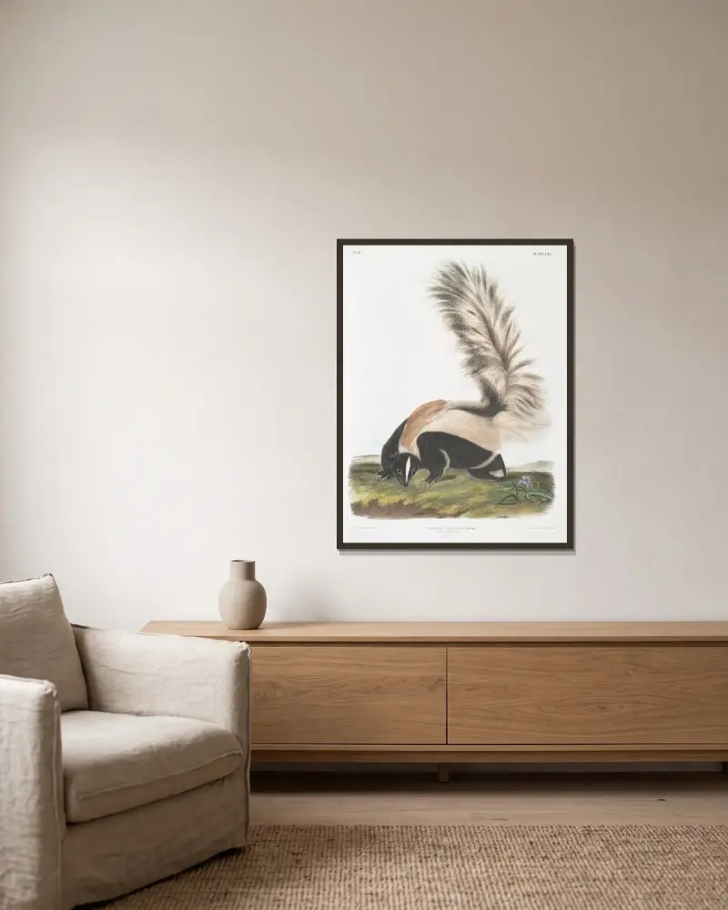 Stor svansskunk, hane, i naturlig storlek av John Woodhouse Audubon inramad på en vägg