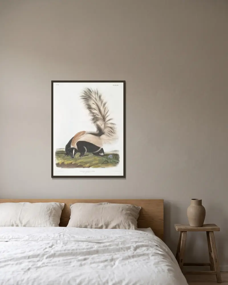 Stor svansskunk, hane, i naturlig storlek av John Woodhouse Audubon inramad på en vägg