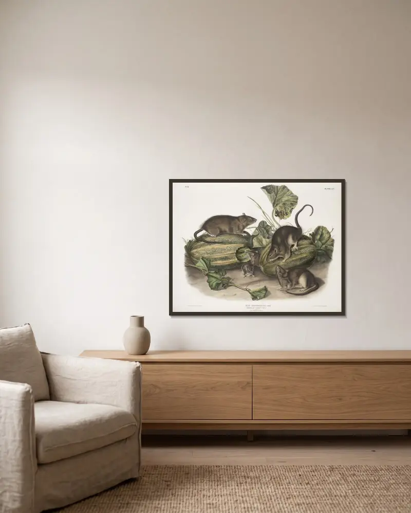 Mus decumanus, braune oder norwegische Ratte. Natürliche Größe. Männchen, Weibchen und Junge. von John Woodhouse Audubon gerahmt an einer Wand