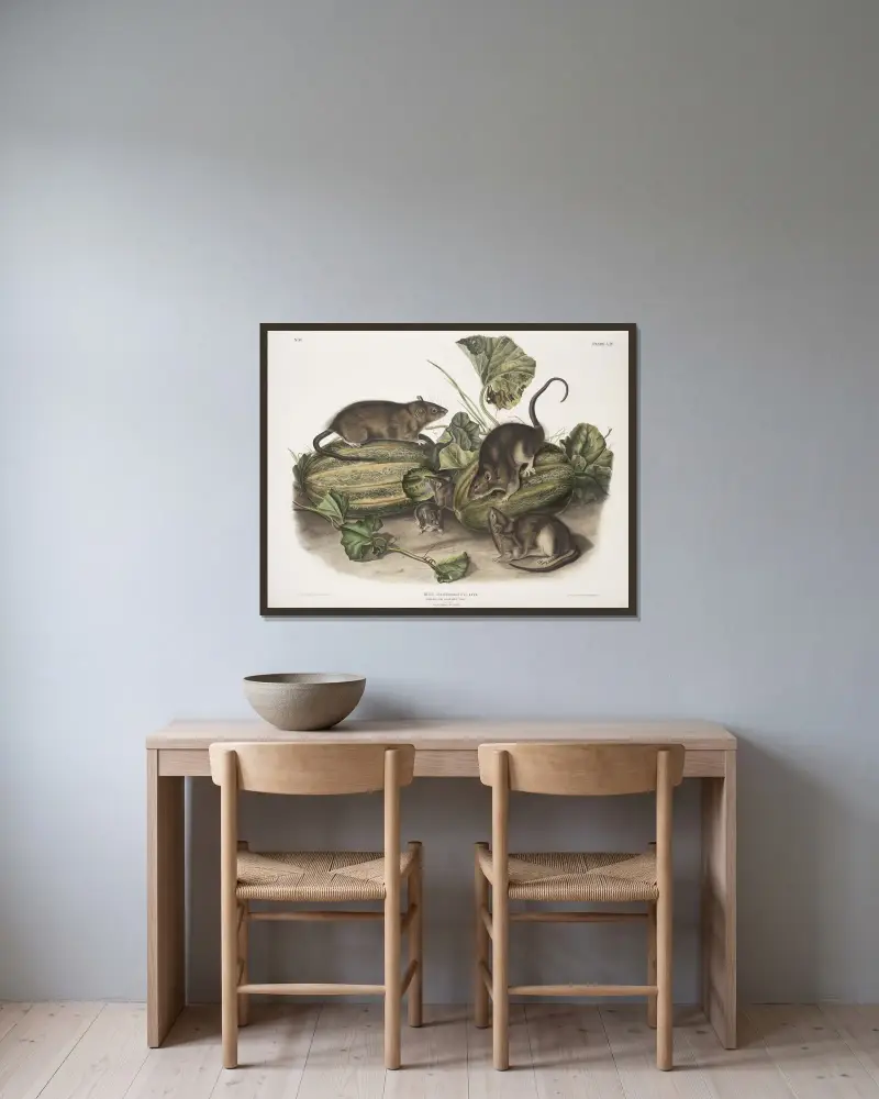 Mus decumanus, braune oder norwegische Ratte. Natürliche Größe. Männchen, Weibchen und Junge. von John Woodhouse Audubon gerahmt an einer Wand