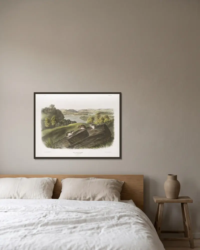 Vitfotad mus, naturlig storlek. Hane, hona och unge av John Woodhouse Audubon inramad på en vägg