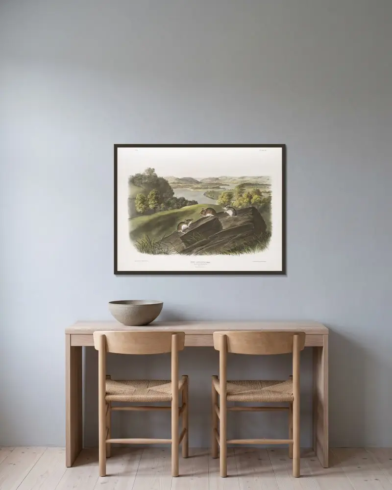 Vitfotad mus, naturlig storlek. Hane, hona och unge av John Woodhouse Audubon inramad på en vägg