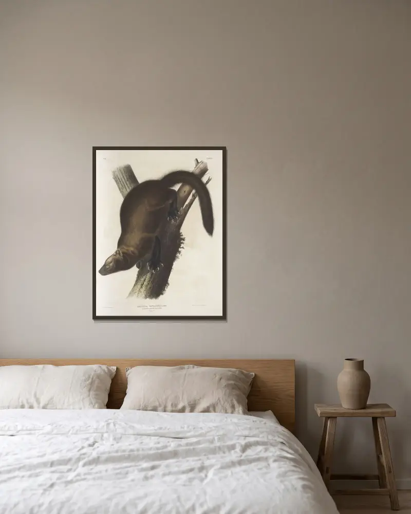 Mustela Canadensis, kuna Pennanta, czyli rybak. Naturalnej wielkości. Samiec., John Woodhouse Audubon w ramie na ścianie