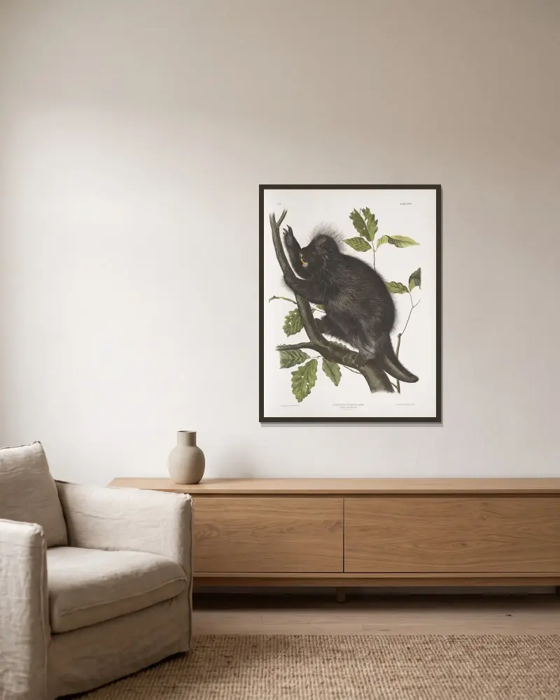 Nystrix dorsata, Canada Porcupine av John Woodhouse Audubon inramad på en vägg