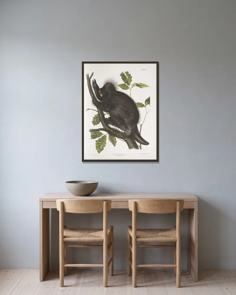 Nystrix dorsata, Canada Porcupine av John Woodhouse Audubon inramad på en vägg