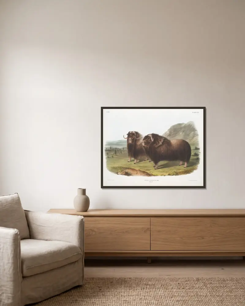 Ovibos moschatus, Musk Ox. Males. av John Woodhouse Audubon inramad på en vägg