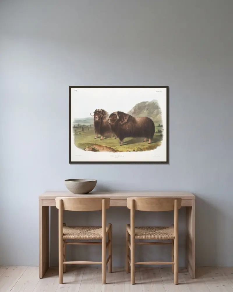 Ovibos moschatus, Musk Ox. Males. av John Woodhouse Audubon inramad på en vägg