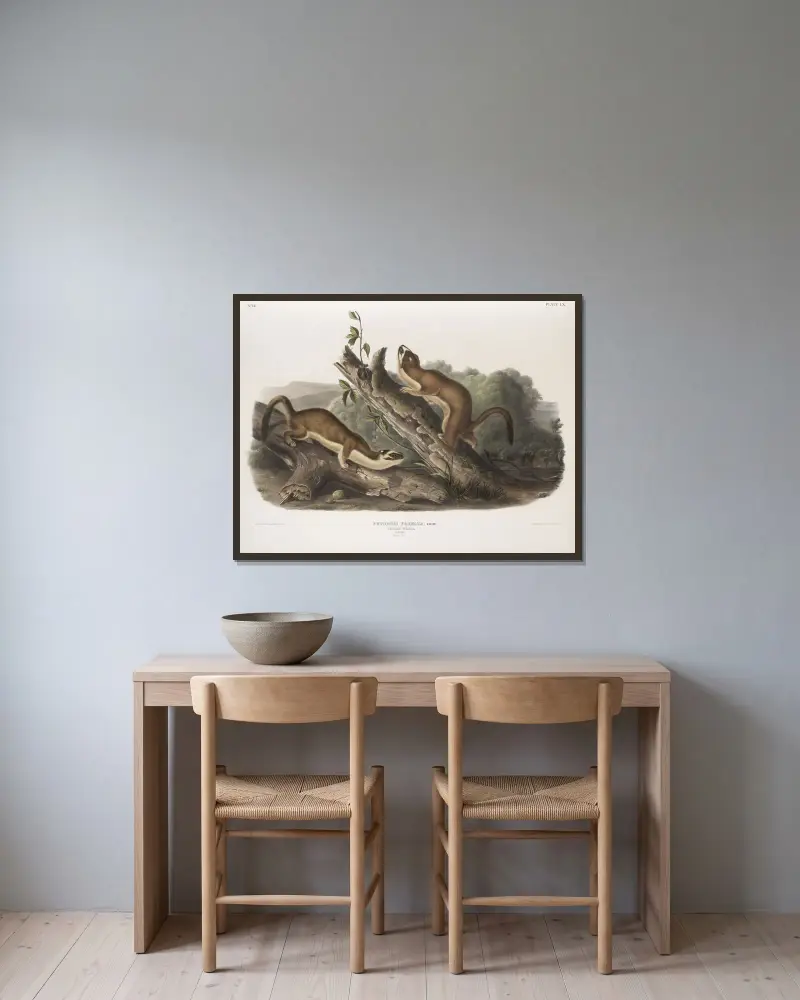 Putorius frenata, tyglad vessla. Hanar. Naturlig storlek. av John Woodhouse Audubon inramad på en vägg