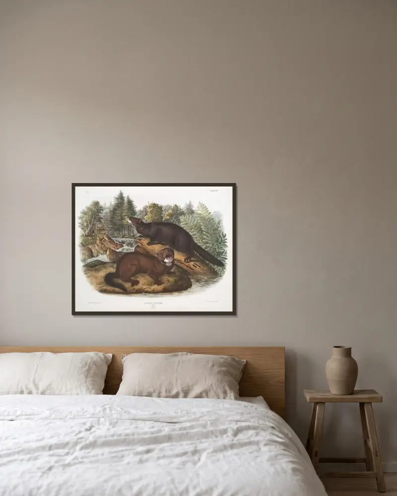 Putorius vison, mink. Naturlig storlek. Hane och hona. av John Woodhouse Audubon inramad på en vägg