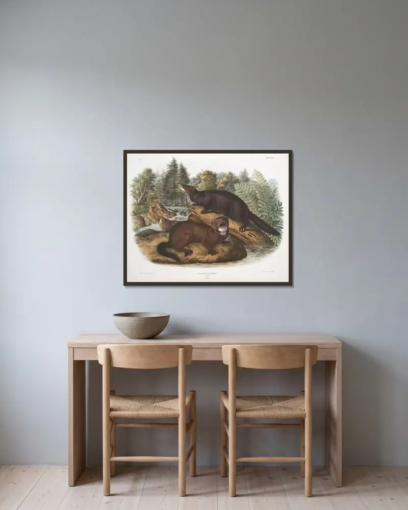 Putorius vison, mink. Naturlig storlek. Hane och hona. av John Woodhouse Audubon inramad på en vägg
