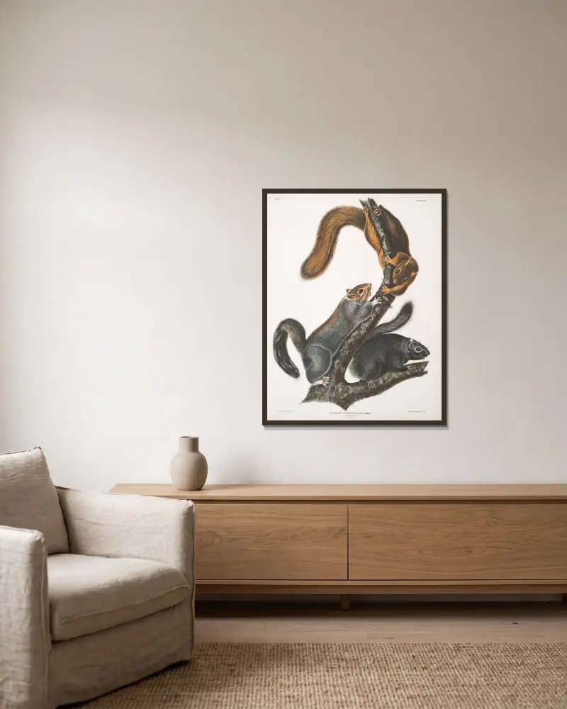 Grå ekorre, kattekorre. Naturlig storlek av John Woodhouse Audubon inramad på en vägg