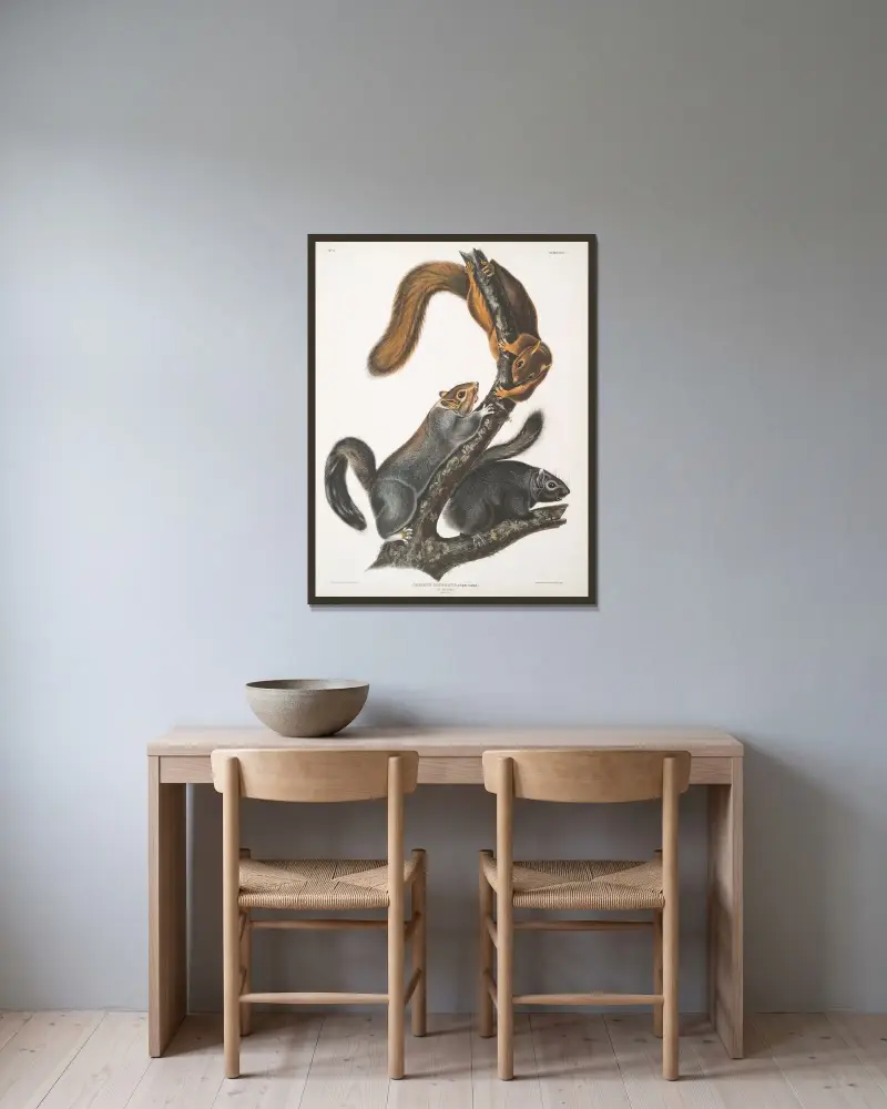 Grå ekorre, kattekorre. Naturlig storlek av John Woodhouse Audubon inramad på en vägg